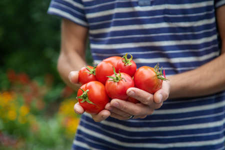 harvest of tomatoes in the hands of a man.の写真素材