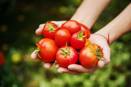 harvest of tomatoes in the hands of a manの写真素材