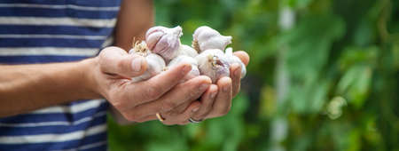 harvest of garlic in the hands of a man.の写真素材