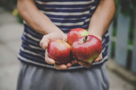 harvest of apples in the hands of a man.の写真素材
