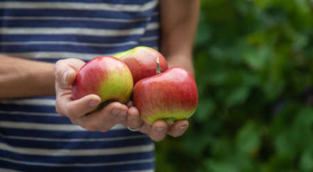 harvest of apples in the hands of a man.