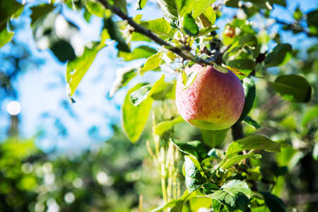 red apple on the tree in the garden.の写真素材