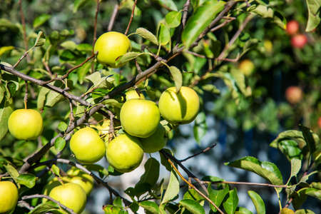 green apples on the tree in the garden. selective focus.natureの写真素材