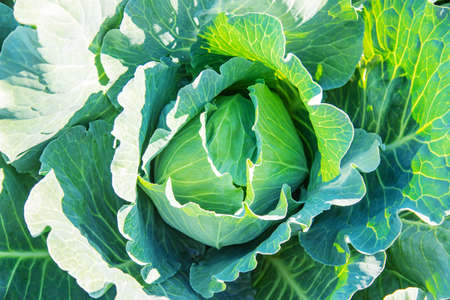 Large cabbage in the garden. Selective focus.nature