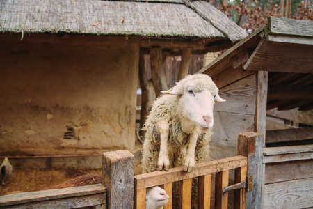 eat sheep at an aviary on a farm. selective focus.animalsの写真素材