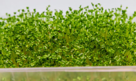 Microgreen pea sprouts isolate on a white background. Selective focus. nature.