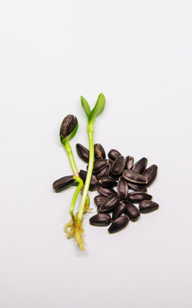 Microgreen sunflower sprouts isolate on a white background. Selective focus. nature.の写真素材