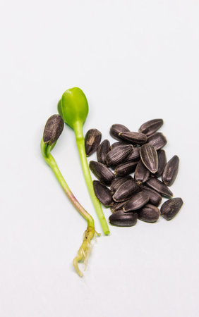 Microgreen sunflower sprouts isolate on a white background. Selective focus. nature.