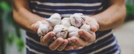harvest of garlic in the hands of a man. Selective focus.natureの写真素材