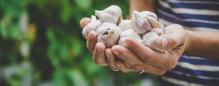 harvest of garlic in the hands of a man. Selective focus.natureの写真素材