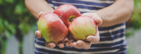 harvest of apples in the hands of a man. Selective focus.Natureの写真素材