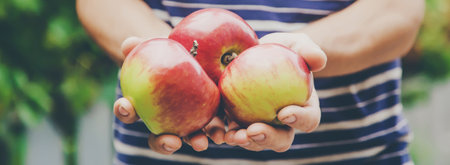 harvest of apples in the hands of a man. Selective focus.Natureの写真素材