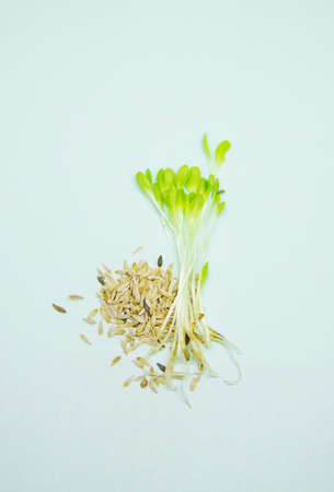 microgreen sprouts of lettuce leaves a on a white background. Selective focus. nature.
