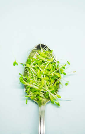 microgreen sprouts of lettuce leaves a on a white background. Selective focus. nature.の写真素材
