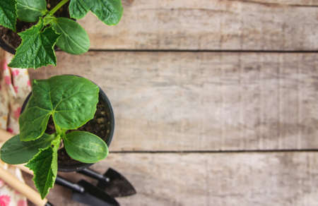 Seedlings of cucumbers in pots. Selective focus. nature.の写真素材