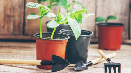Seedlings of cucumbers in pots. Selective focus.の写真素材