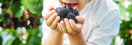 blackberry in the hands of a child on the background of nature. selective focus.foodの写真素材