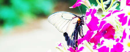 large tropical butterfly sits on a field of green grass with flowers. selective focus.animals
