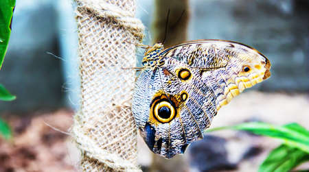 large tropical butterfly sits on a field of green grass with flowers. selective focus.animals
