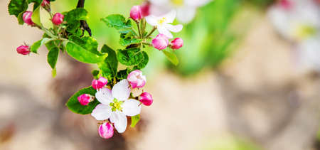 Blooming tree in the garden. Selective focus nature.