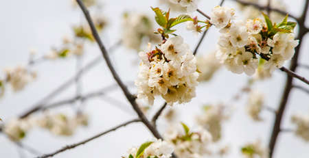 Blooming tree in the garden. Selective focus nature.の写真素材