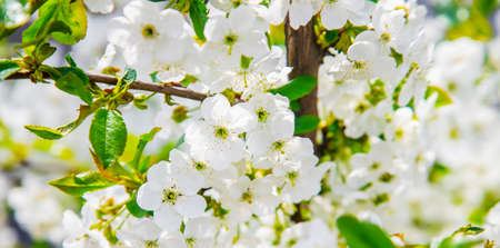 Blooming tree in the garden. Selective focus nature.