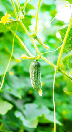 Growing cucumbers in a greenhouse. Selective focus.の写真素材