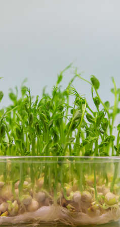 Microgreen pea sprouts isolate on a white background. Selective focus. nature.の写真素材