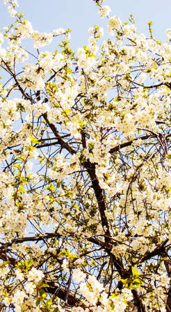 Blooming tree in the garden. Selective focus nature.natureの写真素材