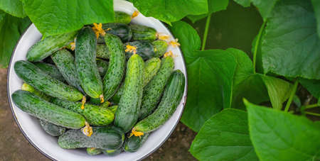 Harvesting homemade cucumbers. Selective focus natureの写真素材