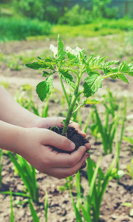 The child plants tomatoes in the garden. Selective focus. people.の写真素材