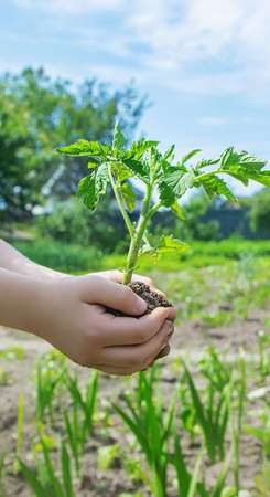 The child plants tomatoes in the garden. Selective focus. people.の写真素材