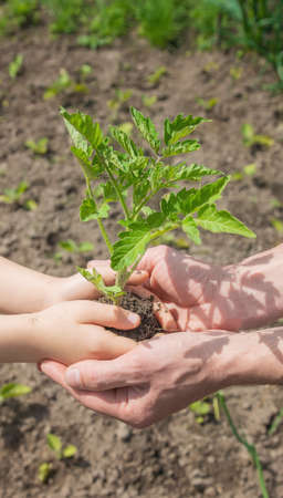 The child and father are planting tomatoes in the garden. Selective focus. people.の写真素材