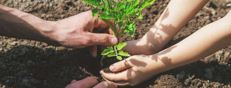The child and father are planting tomatoes in the garden. Selective focus. people.の写真素材