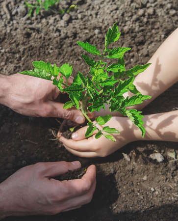 The child and father are planting tomatoes in the garden. Selective focus. people.の写真素材