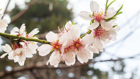 Blooming tree in spring. Fresh pink flowers on branch of fruit tree. Selective focus.natureの写真素材