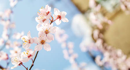 Blooming tree in spring. Fresh pink flowers on branch of fruit tree. Selective focus.natureの写真素材