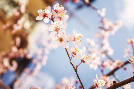 Blooming tree in spring. Fresh pink flowers on branch of fruit tree. Selective focus.natureの写真素材