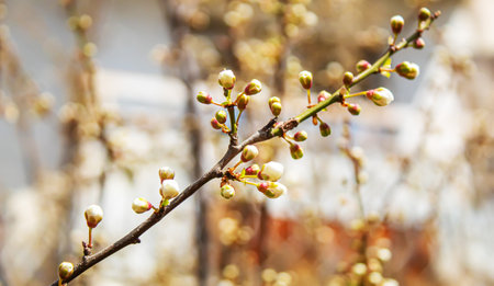 Blooming tree in spring. Fresh pink flowers on branch of fruit tree. Selective focus.natureの写真素材