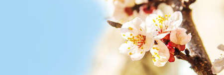 Blooming tree in spring. Fresh pink flowers on branch of fruit tree. Selective focus.natureの写真素材