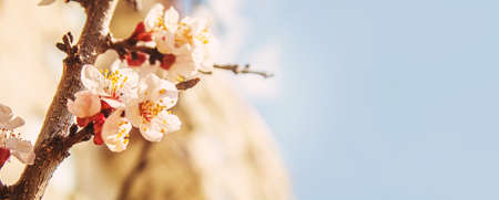Blooming tree in spring. Fresh pink flowers on branch of fruit tree. Selective focus.natureの写真素材