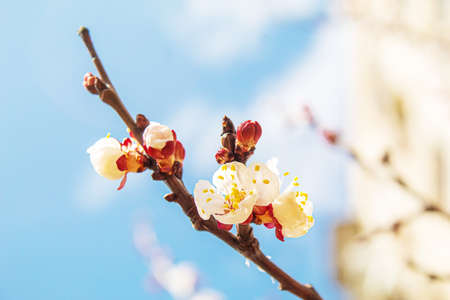 Blooming tree in spring. Fresh pink flowers on branch of fruit tree. Selective focus.natureの写真素材