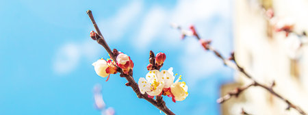 Blooming tree in spring. Fresh pink flowers on branch of fruit tree. Selective focus.nature