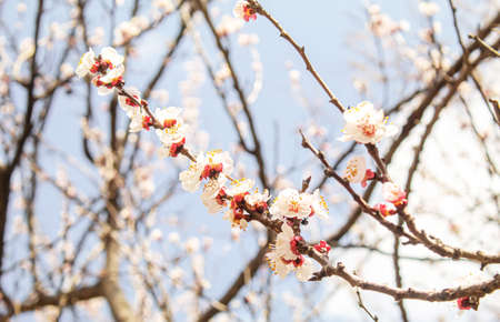 Blooming tree in spring. Fresh pink flowers on branch of fruit tree. Selective focus.natureの写真素材