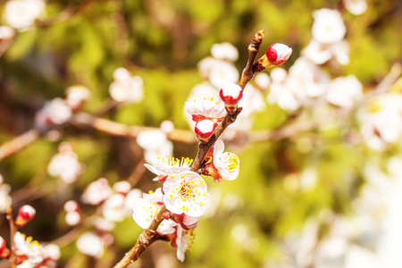 Blooming tree in spring. Fresh pink flowers on branch of fruit tree. Selective focus.natureの写真素材