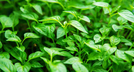 Seedlings of pepper in pots on the windowsill. Selective focus.natureの写真素材