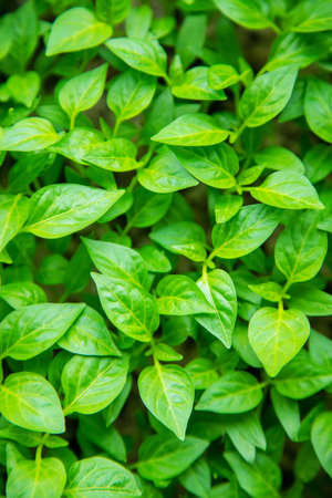 Seedlings of pepper in pots on the windowsill. Selective focus.natureの写真素材