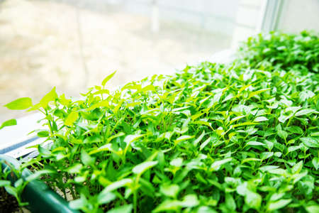 Seedlings of pepper in pots on the windowsill. Selective focus.natureの写真素材