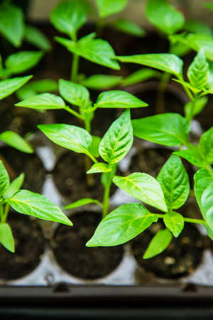 Seedlings of pepper in pots on the windowsill. Selective focus.natureの写真素材