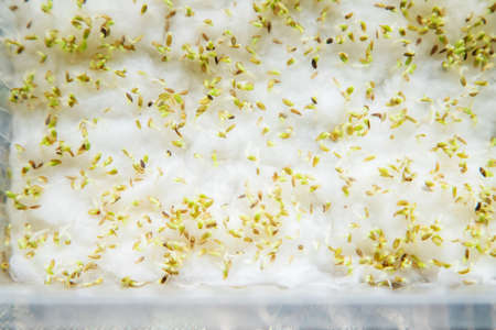 Microgreens in a container close-up. Selective focus. Young spring harvest. Selective focus. Nature